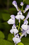 Showy skullcap